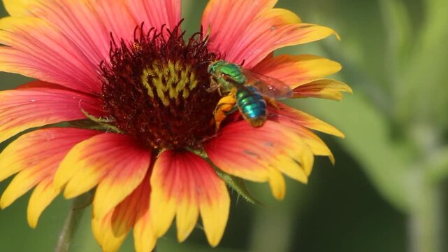 Texas Sweat Bee on Firewheel Flower