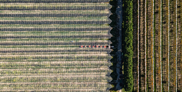 Aerial view of agricultural fields with protective netting and a tractor working between rows in Loriol-sur-Drome, Auvergne-Rhone-Alpes, France.
