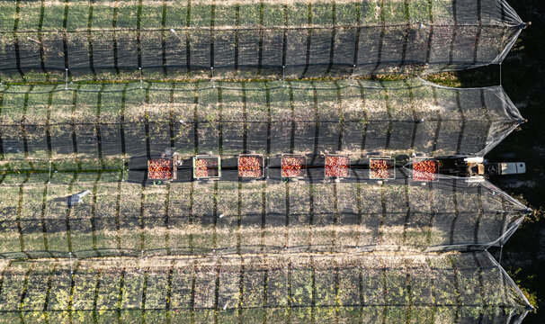 Aerial view of an apple orchard with protective netting, rows of trees, and a tractor pulling crates of harvested fruit in Loriol-sur-Drome, Auvergne-Rhone-Alpes, France.