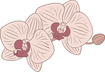 Naklejka premium Delicate Orchid Blossoms: Soft Pink Phalaenopsis Flowers on Stem