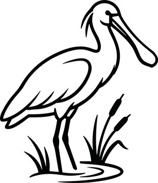 Spoonbill Bird Line Art Drawing - Elegant Wading Bird Illustration