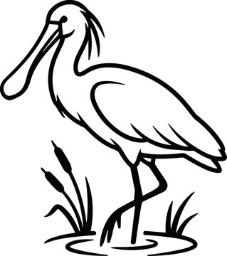 Spoonbill Bird Standing in Water with Reeds, Line Art Drawing