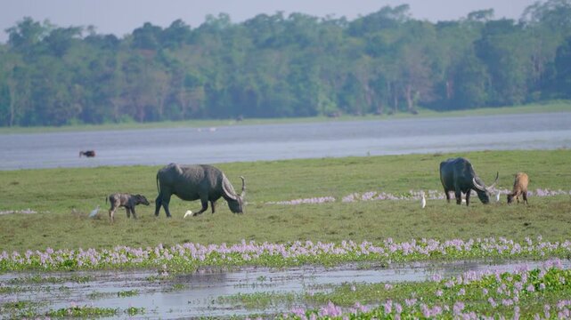 Authentic scene of wild water buffaloes and calves grazing in a lush Indian wetland sanctuary. Great for nature documentaries and ecotravel content.
