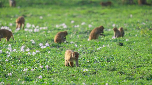 Authentic cinematic shot of a troop of wild rhesus macaque monkeys foraging in a lush green field filled with white wildflowers in India.