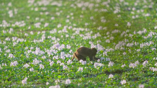 A wild macaque monkey searches for food in a lush field of blooming purple water hyacinths in India.