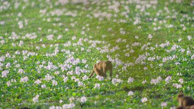 An authentic cinematic shot of a wild monkey walking through a lush field of blooming purple flowers in India during golden hour.