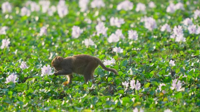 A small monkey searches for food among blooming water hyacinths in India. Great for wildlife documentaries and nature storytelling.