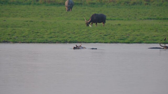 Authentic cinematic shot of wild Asian water buffaloes swimming in a river and grazing on a lush green bank in India. Great for wildlife and nature documentaries.