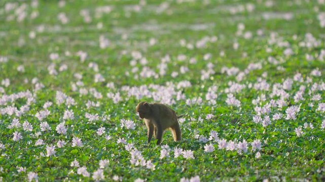 Cinematic shot of a wild monkey foraging among blooming water hyacinth flowers in India. Authentic wildlife scene for nature documentaries.