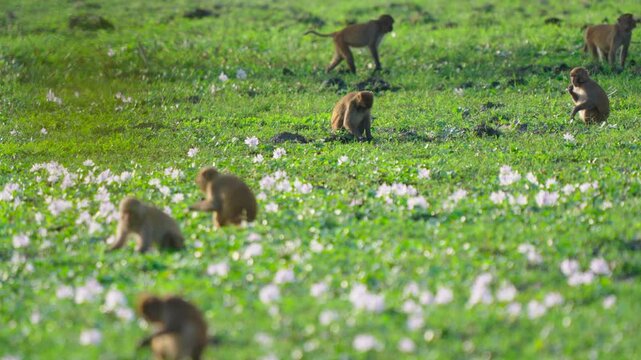 Wild rhesus macaque monkeys foraging in a lush green field filled with white wildflowers in India. Great for nature and wildlife documentaries.