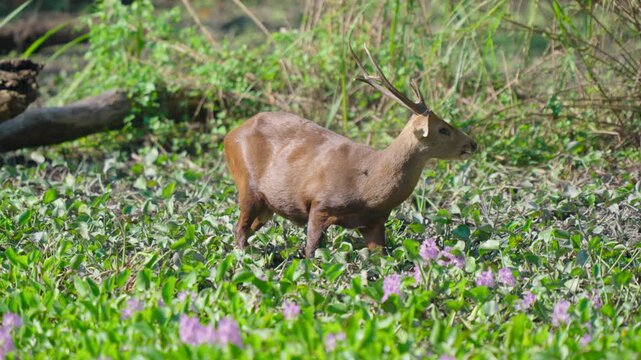 A wild hog deer with antlers grazes peacefully among vibrant green aquatic plants and purple flowers in a natural wetland habitat.