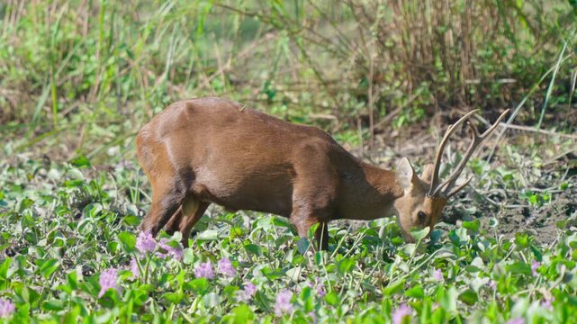 A majestic Barasingha deer, also known as swamp deer, grazes peacefully in a vibrant green wetland with purple flowers, showcasing authentic wildlife.