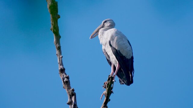 A beautiful Asian Openbill stork rests on a branch, showcasing its unique beak against a vibrant blue sky, perfect for nature documentaries or wildlife spots.
