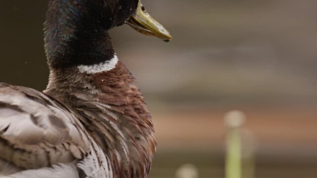 Male Mallard duck shaking body to remove water from feathers, closeup slomo