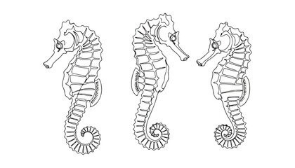 Continuous Simple black line art drawing set of seahorse in a minimalist style on a white background. © shoshi