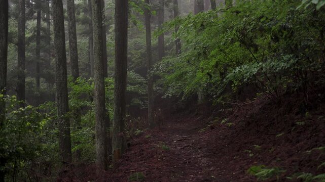 Misty Koyasan Pilgrimage Trail &ndash; Choishimichi (Between the 41st and 40th Stone Markers), Koya Town, Wakayama「霧の高野参詣道 町石道(41町石・40町石区間)」和歌山県高野町