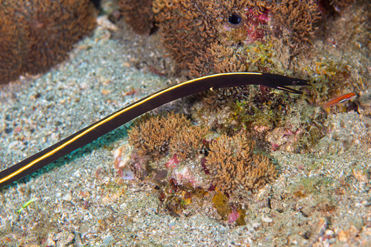 Black ribbon eel hunting on coral reef sand in Anilao Philippines