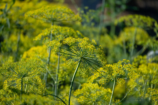 Flowering Dill Plants in Summer Garden