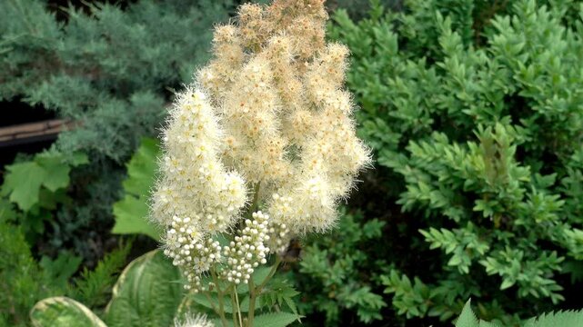 Close view of tall, fluffy, creamy white flower plumes in a garden as bees hover and feed among the blossoms