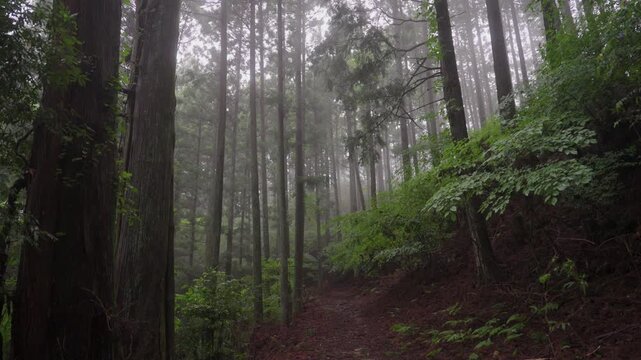 Misty Koyasan Pilgrimage Trail &ndash; Choishimichi (Between the 41st and 40th Stone Markers), Koya Town, Wakayama「霧の高野参詣道 町石道(41町石・40町石区間)」和歌山県高野町