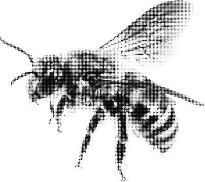 Close up of a bee in halftone effect showcasing insect anatomy and natural beauty with detailed wing patterns.