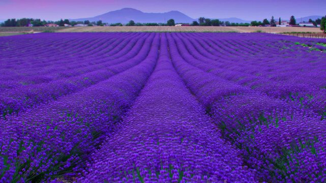 Vast lavender field stretching to distant hills under a hazy purple sky, rows of fragrant purple flowers, idyllic countryside landscape, serene nature