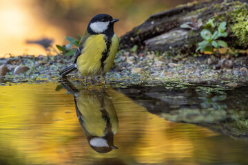Kohlmeise (parus major) © Rolf Müller