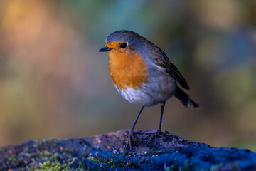Fototapeta premium Rotkehlchen (Erithacus rubecula)