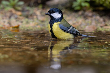 Obraz premium Kohlmeise (parus major)