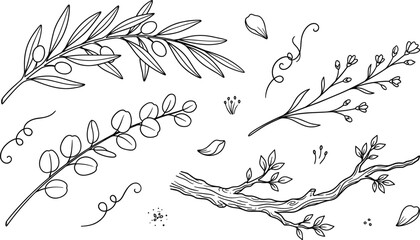 Botanical leaf and tree branch line art set featuring olive eucalyptus and wild flowers doodles © MDBABULU