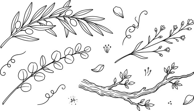 Botanical leaf and tree branch line art set featuring olive eucalyptus and wild flowers doodles