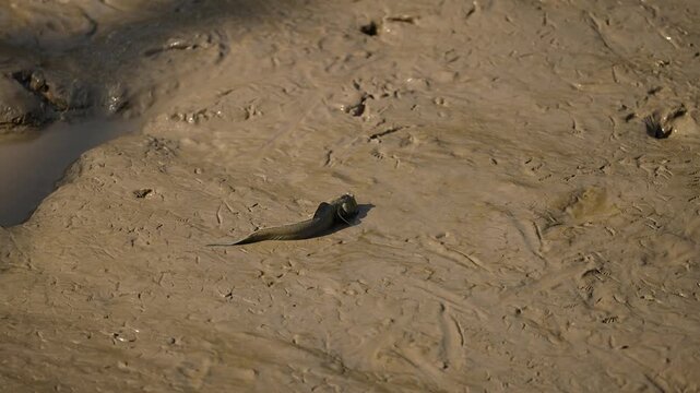 Mudskipper Fish on Mudflat at Gujarat India
