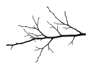 Fototapeta premium Dry tree branch png bare tree branch png winter tree branch png realistic tree isolated transparent background image