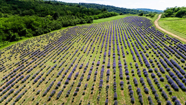 Aerial view of rows of blooming lavender plants in a field bordered by lush green trees and a dirt path in Novi Sad, Vojvodina, Serbia.