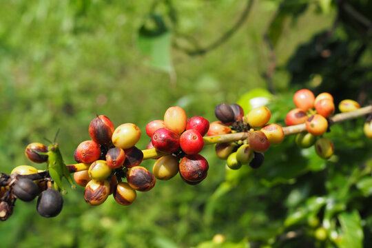 Fresh coffee cherries ripening on a branch with a small green grasshopper, organic coffee farm concept.