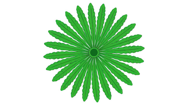 Symmetric green radial leaf pattern forming a circular design