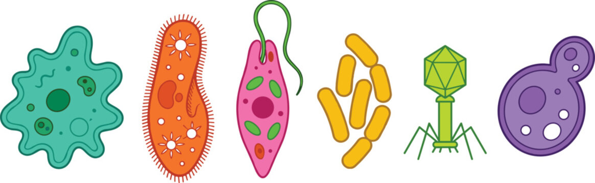 Microbiology and Virology Icon Set Featuring Amoeba Paramecium Euglena Rod Bacteria Bacteriophage and Yeast Cell Vector Science Education Line Art