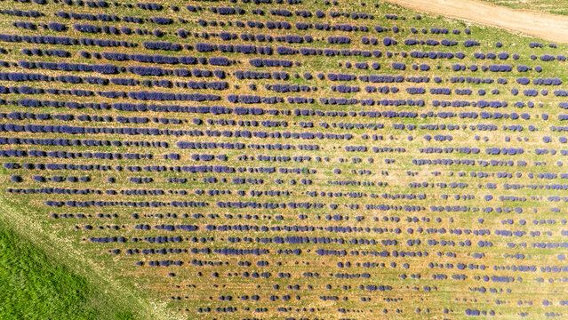 Aerial view of rows of blooming purple lavender plants in a field with a dirt path in Novi Sad, Vojvodina, Serbia.