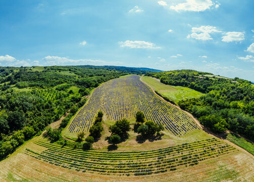 Aerial view of a vibrant lavender field surrounded by lush green hills, trees, and a dirt path under a bright blue sky in Novi Sad, Vojvodina, Serbia.