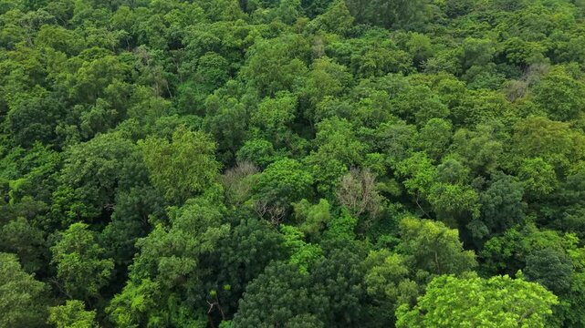 Forest Canopy with Dense Green Trees Viewed From Above, Showing Layered Foliage and Natural Texture in Daytime