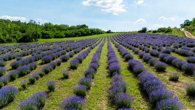 Aerial view of rows of blooming lavender plants in a field under a bright blue sky with lush green trees in the background in Novi Sad, Vojvodina, Serbia.