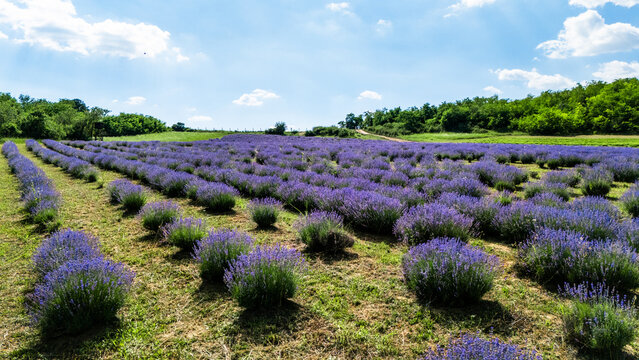 Aerial view of a vibrant lavender field in full bloom with rows of purple flowers stretching across the landscape under a bright blue sky in Novi Sad, Vojvodina, Serbia.
