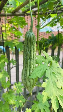 Momordica charantia plant with bitter melon fruits growing in a garden, fresh tropical vegetation and natural agricultural setting.