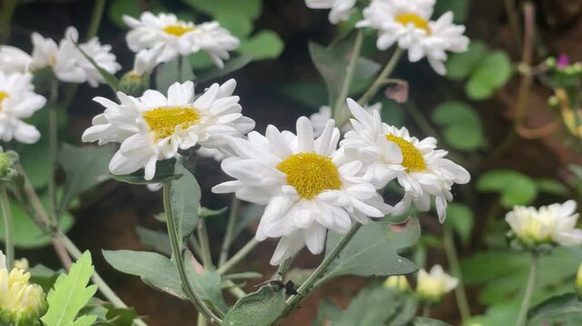 Beautiful Chrysanthemum flower blooms in a vibrant garden, displaying colorful petals, natural elegance, seasonal beauty, and outdoor freshness.