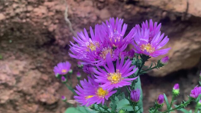 Beautiful Chrysanthemum flower blooms in a vibrant garden, displaying colorful petals, natural elegance, seasonal beauty, and outdoor freshness.