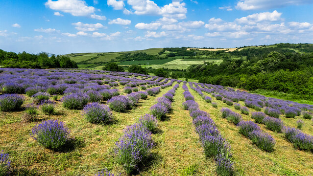 Aerial view of a vibrant lavender field with rows of purple flowers stretching across a rolling hillside under a bright blue sky in Novi Sad, Vojvodina, Serbia.