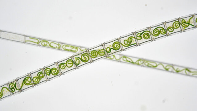 Spirogyra filamentous algae cells under high magnification microscopy with plant life spirogyra microscope filamentous microscopic structure chlorophyll