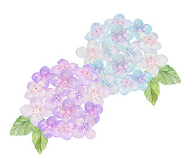 Fototapeta premium 水色と紫の紫陽花イラスト 水彩素材