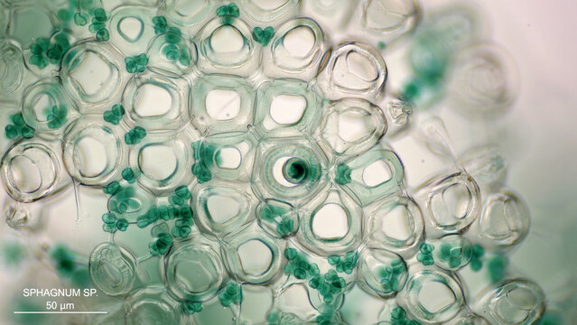 Artistic microscope view of vibrant Sphagnum moss tissue, translucent honeycomb cell network, glowing mint green palette, botanical science specimen, ultra detailed top-down macro composition.