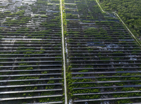 Aerial view of San Ignacio solar photovoltaic power plant with rows of solar panels integrated into the surrounding tropical vegetation and a central access road in Progreso, Yucatan, Mexico.